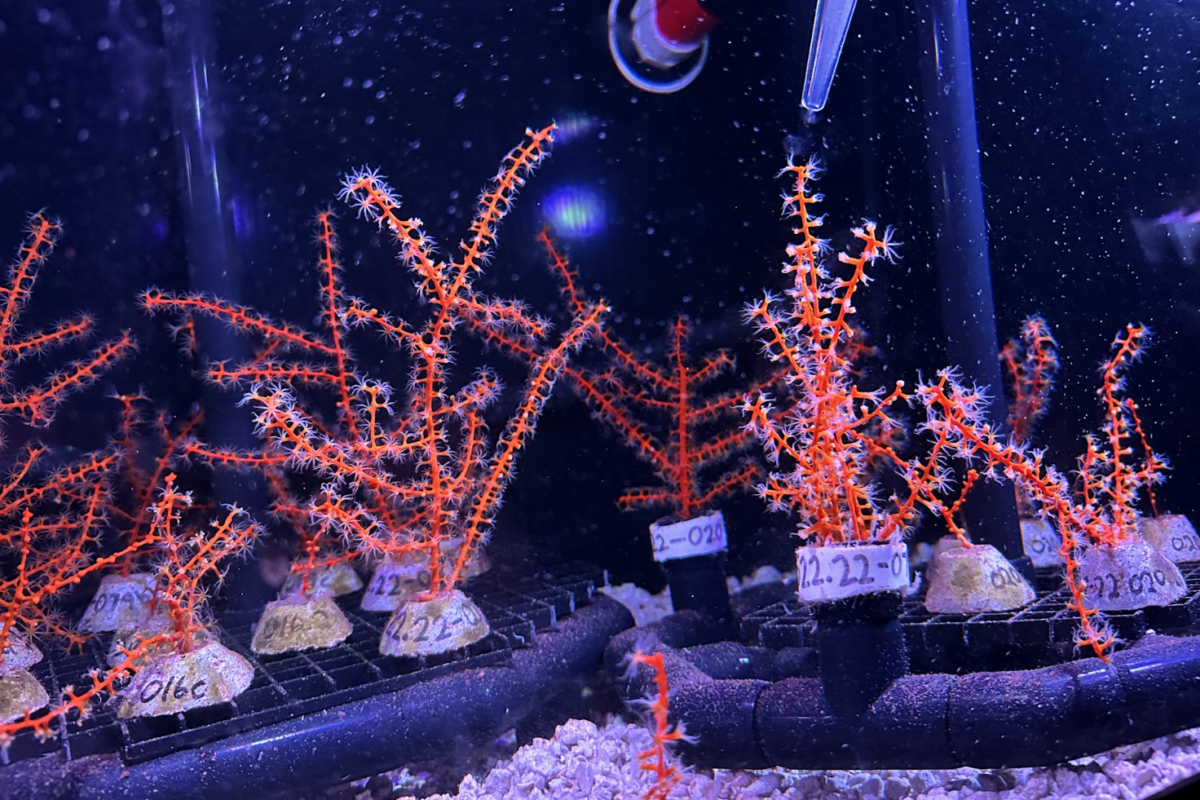 Coral restoration after devasting Deepwater Horizon spill shows promise