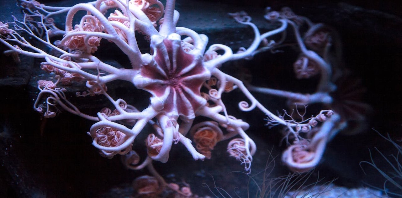 Five arms, no heart and a global family: what DNA revealed about the weird deep-sea world of brittle stars