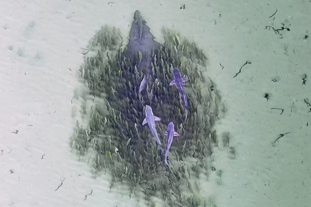 "I didn’t know what I was looking at": drone films one of Earth's rarest and weirdest animals