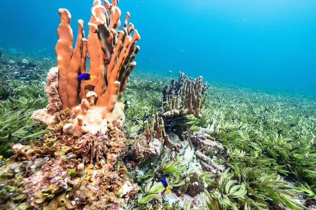 Transcript: The politics of ocean protection